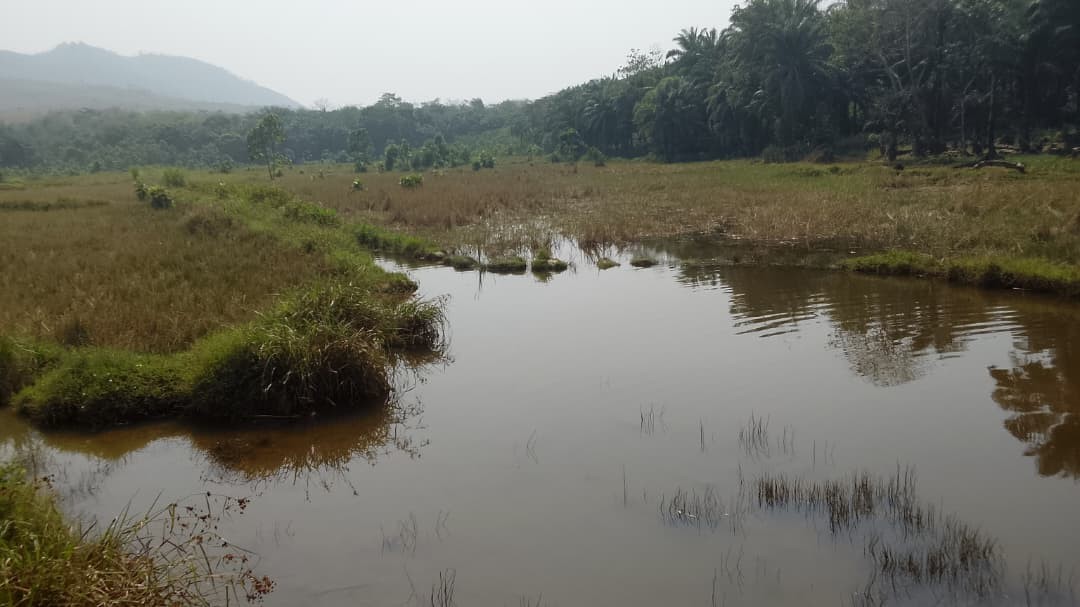A panoramic view of the swamp that runs between Gbokoh Lal and Rochen Kamansao. Photo Credit: Jonathan Jackson Komeh.